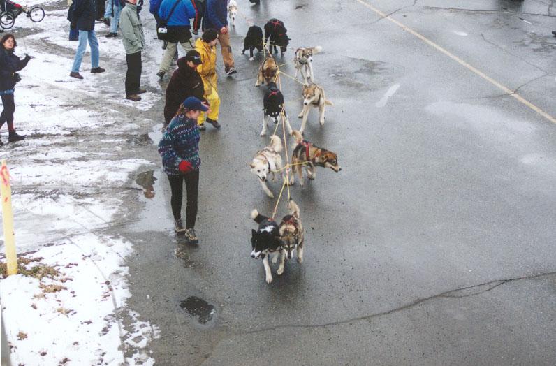 Photo of the 2000 Yukon Quest World's Strongest Sled Dog Team