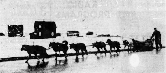 The Whitehorse-to-Winnipeg dog team before reaching Winnipeg, 1946