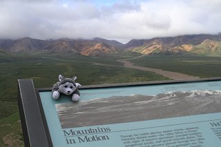 Nanook at Polychrome Pass in Denali National Park, Alaska