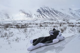 Nanook on the Haines Highway north of Haines, Alaska