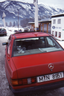 A Steif toy husky in my Mercedes in Germany