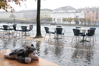 Nanook in very rainy Lucerne, Switzerland