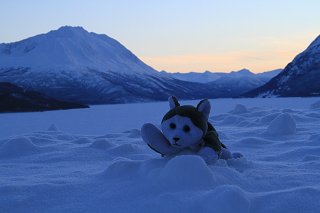Nanook at Tutshi Lake, British Columbia